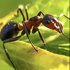 Ants and termites of everywhere icon