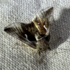 LaBagh Moth Sheet, May 24, 2023 icon