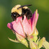 Seney National Wildlife Refuge Pollinator BioBlitz icon
