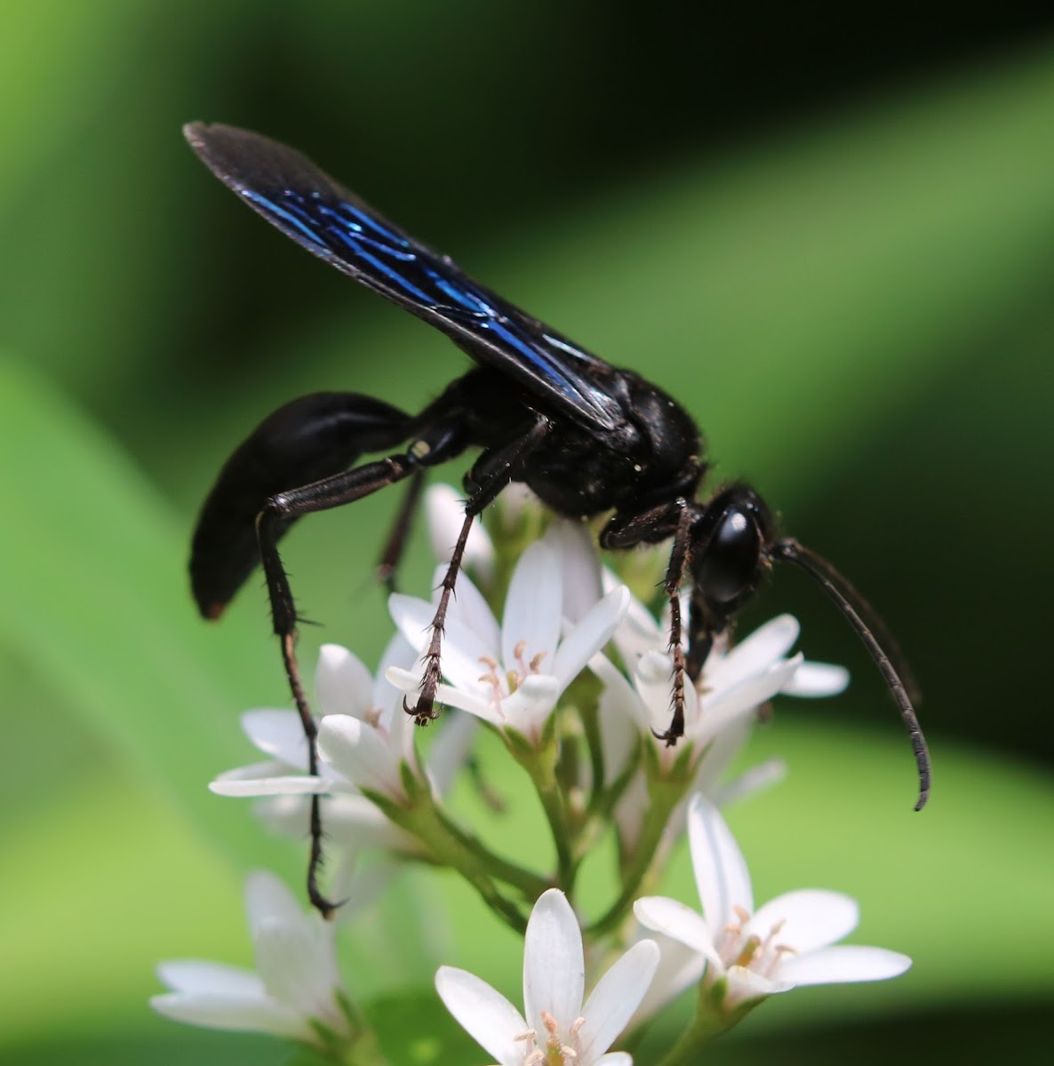 REWILDED YARD BIODIVERSITY · INaturalist Canada