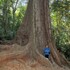 The Big Tree in Chirinda Forest icon