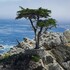 Lone Cypress icon