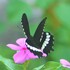 Butterflies and Moths of Timor-Leste icon