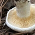 Fungi of Mississippi icon