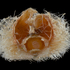 Gall Wasps of Mount Pisgah icon