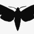 National Moth Week 2023: American Samoa icon