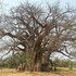 Sagole Baobab icon