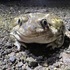 Great Basin Spadefoot Toad Habitat Assessment - Cariboo Region icon