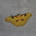 Moths of Manipur icon