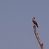 Birds of Kanpur Nagar icon