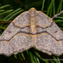 Xris' Adirondack Observations - 2021 icon