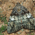 National Moth Week 2023: District of Columbiana icon
