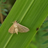 National Moth Week 2023: Guam icon