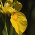 Central Oregon Yellow Flag Iris Project icon