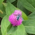HH pollinator&#39;s garden icon