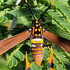 National Moth Week 2023: United States Virgin Islands icon