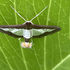 National Moth Week 2023: Northern Mariana Islands icon