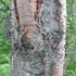Kenai Peninsula Birches icon