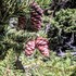 Adirondack Mountain Conifer Biodiversity (pinophyta) icon