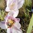 Northern Drakensberg Flowers &amp; Pollinators icon