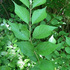 Myles Standish State Forest Invasive Plant Survey icon
