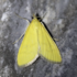Moths of Martigny and the Great St-Bernard region icon