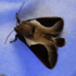 LaBagh Moth Sheet, June 21, 2023 icon