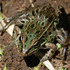 Atlantic Coast Leopard Frogs - NYC At-Risk Wildlife icon