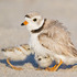 Piping Plovers - NYC At-Risk Wildlife icon