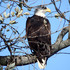Bald Eagles - NYC At-Risk Wildlife icon