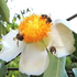 Plants and flowers for bees in Malaysia (Tumbuhan dan bungaan untuk lebah di Malaysia) icon
