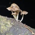 Fungi de Sumak Kawsay In Situ icon