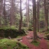 Cranberry Wilderness, West Virginia icon