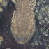 Pyrenean Brook Salamander Colony of Asasp-Arros icon