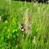 Bees Collecting Pollen From Grasses icon