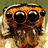 Jumping Spiders of Africa icon