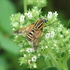 Tabanidae (Horse Flies) - Southern Africa icon