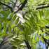 Native Trees of Missouri icon