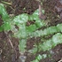 Liverwort species in Hamilton city NZ icon