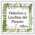 Helechos y Licofitas del Pixquiac, Veracruz, México icon