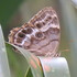 Canebrakes icon