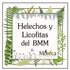 Helechos y Licofitas del BMM, Veracruz, México icon
