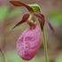 Orchids of Canaan Valley icon