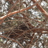 Barn Owl Nests (SCC) icon