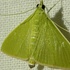 Chennai Moths icon