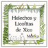 Helechos y Licofitas de Xico, Veracruz, México icon