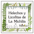 Helechos y Licofitas de La Michilía, Durango, México icon