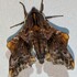 WNC Moths icon