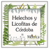 Helechos y Licofitas de Córdoba, Veracruz, México icon