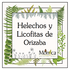 Helechos y Licofitas de Orizaba, Veracruz, México icon